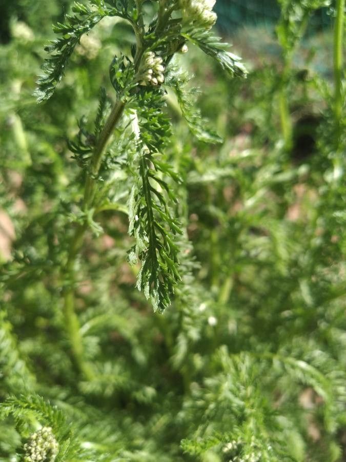 Achillea pratensis — search result for 'Austria'