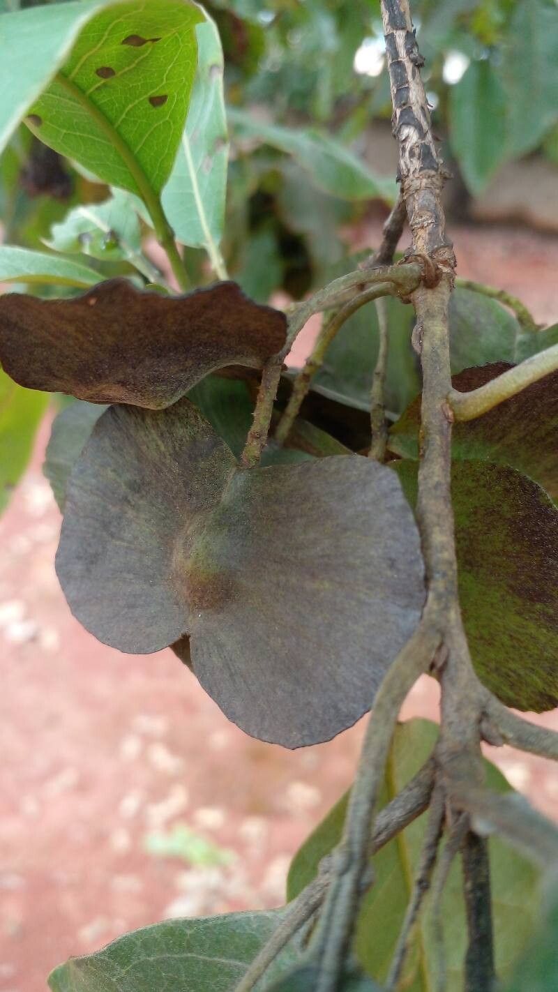 Terminalia argentea fruit