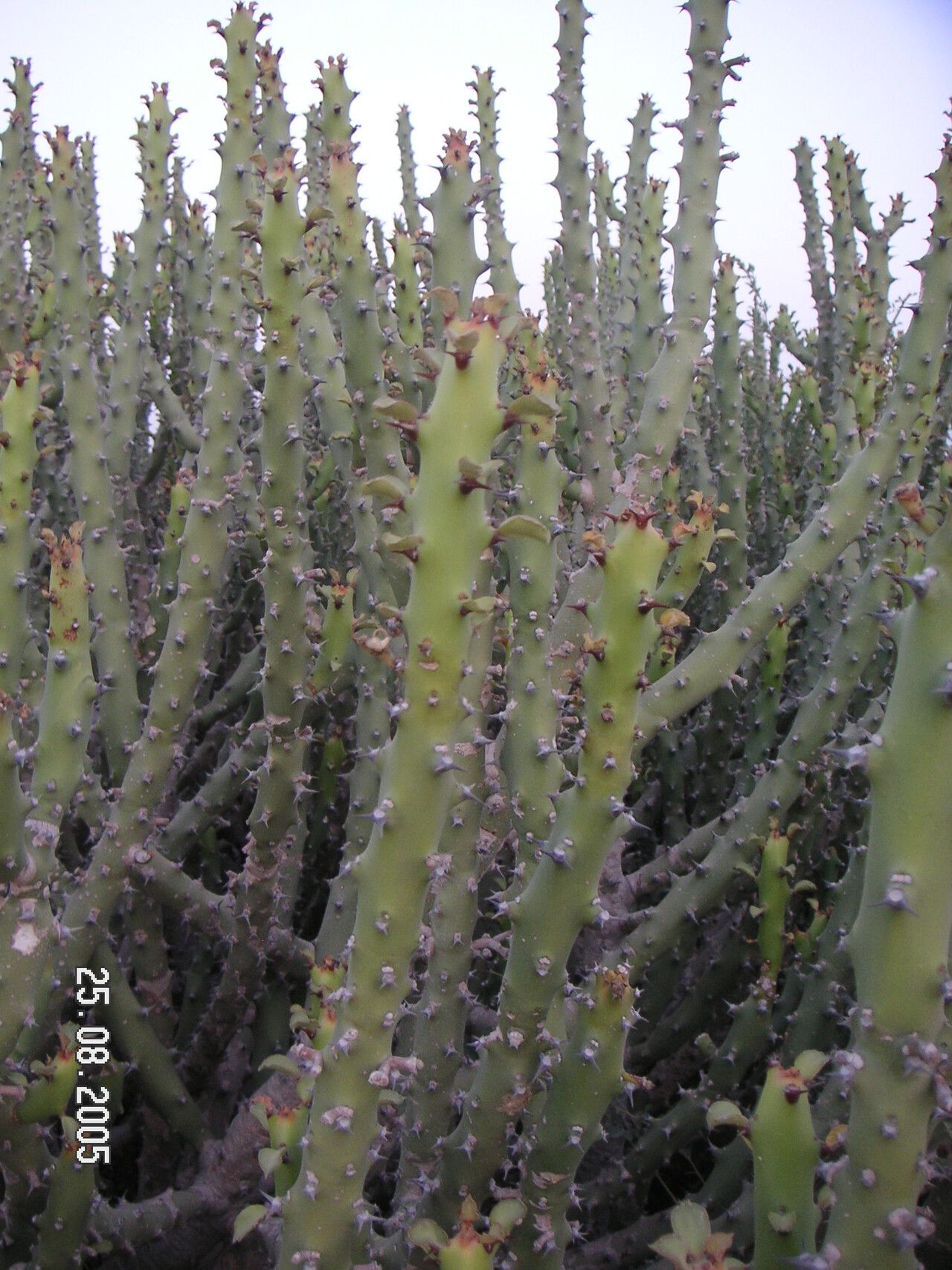 Euphorbia caducifolia habit