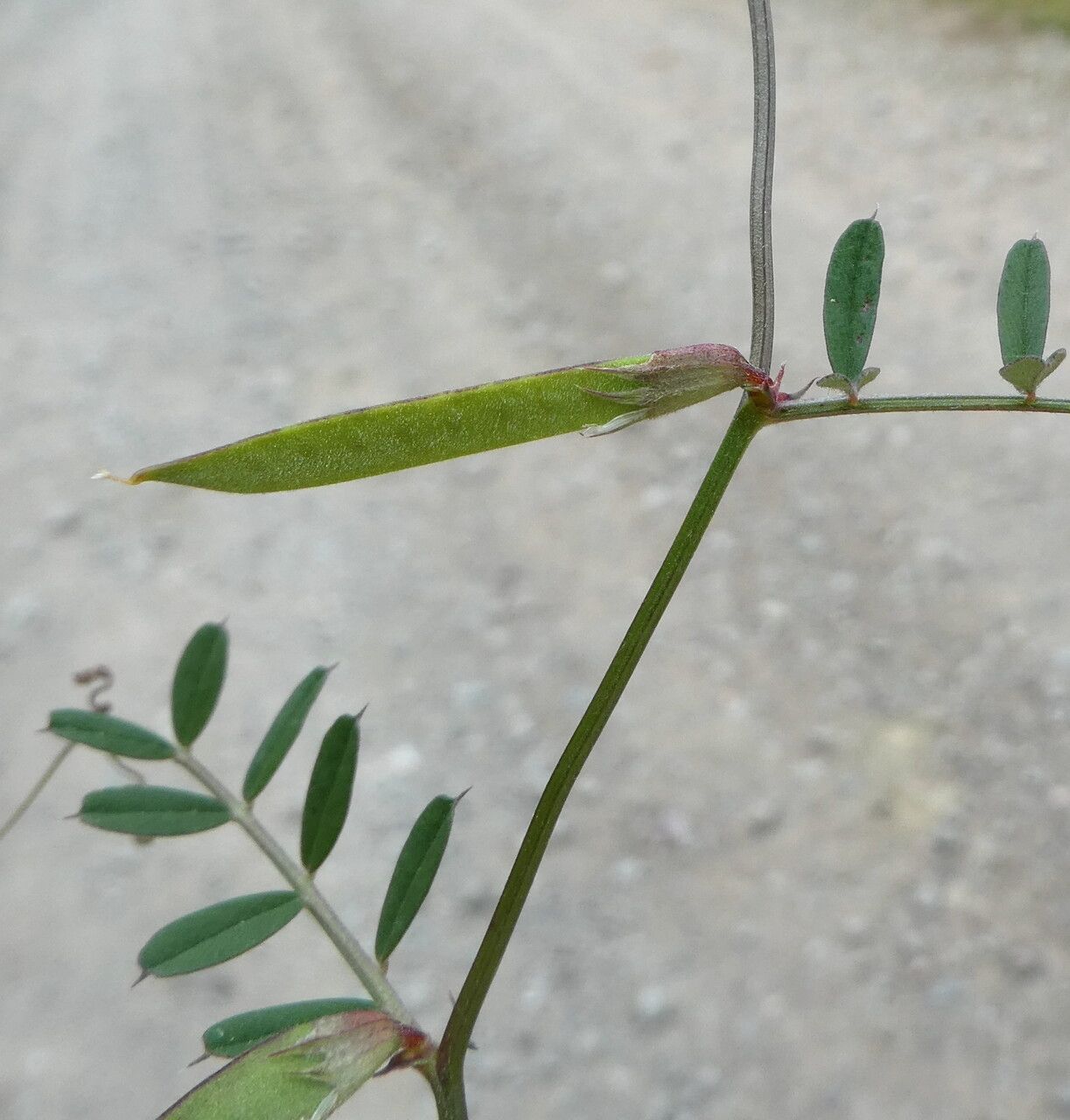 Vicia pyrenaica fruit