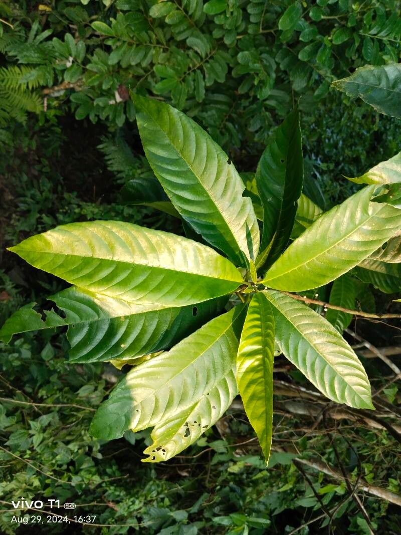 Saurauia roxburghii — related species from the same genus