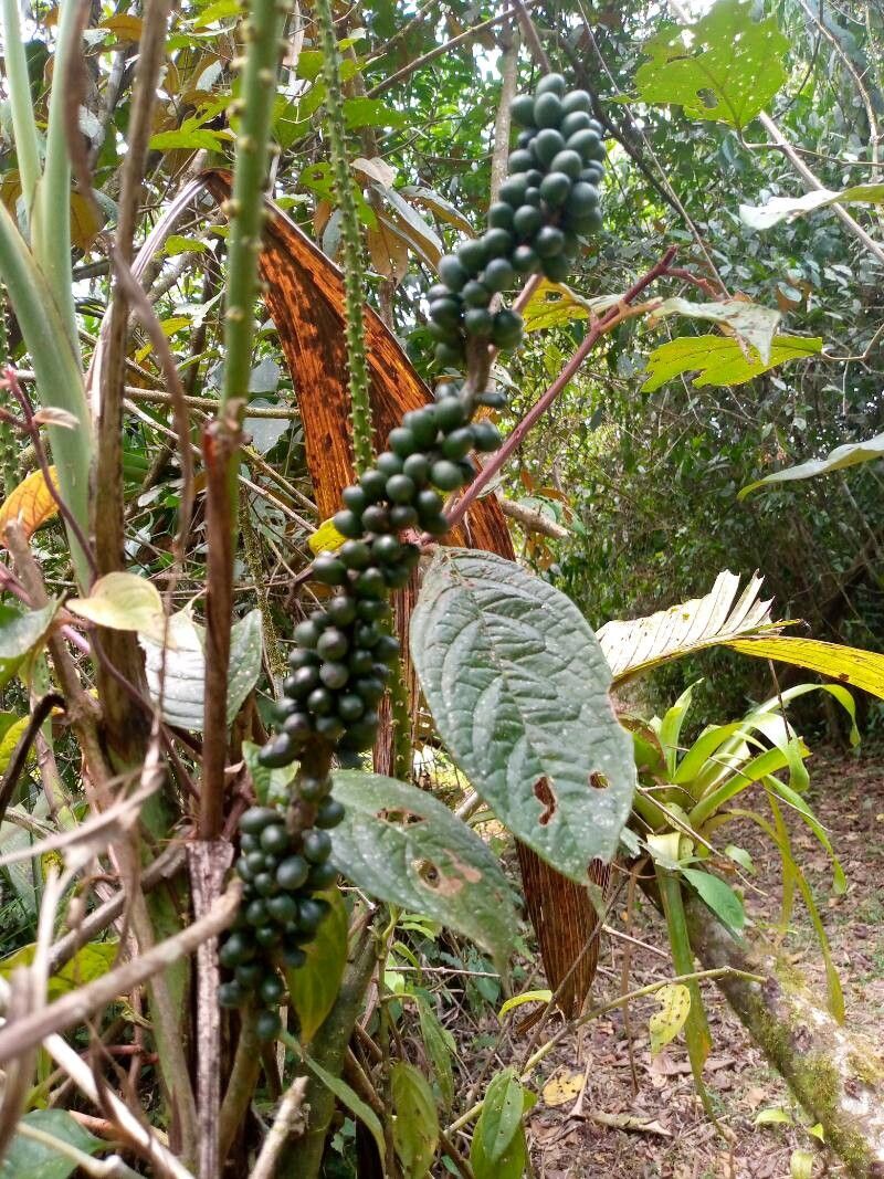 Dracaena dawei fruit