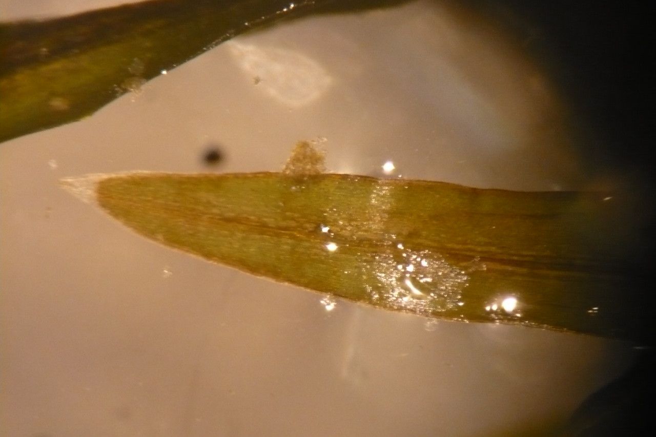 Potamogeton berchtoldii bark