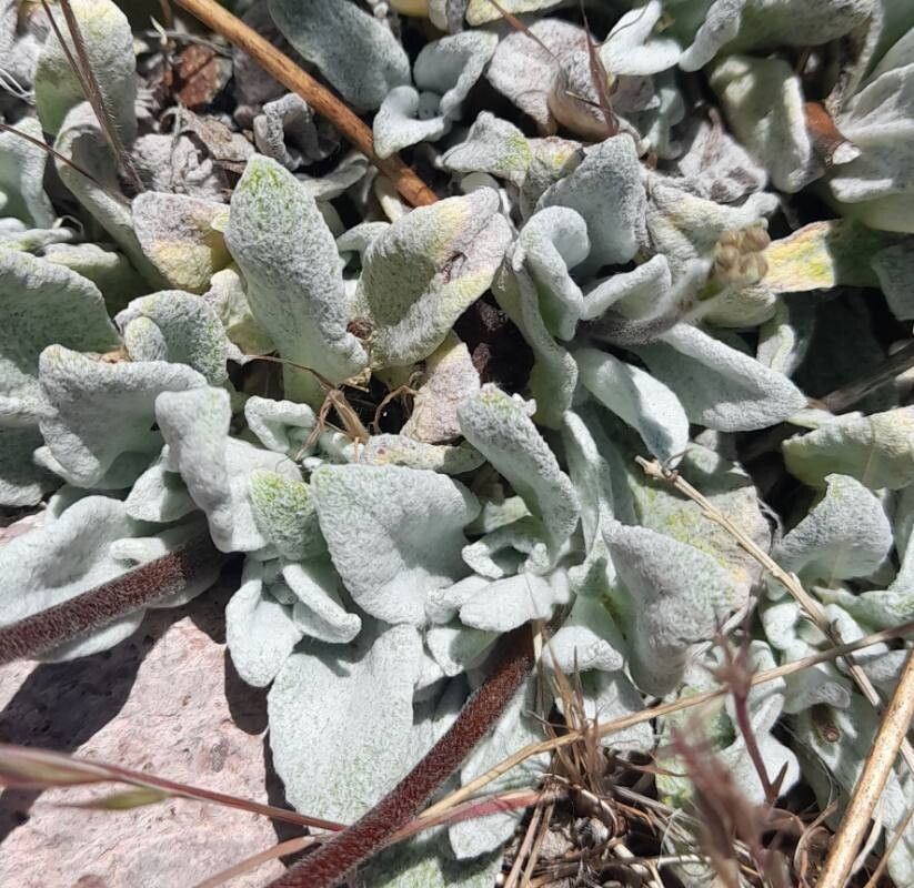 Calceolaria cana — houseplant care guide