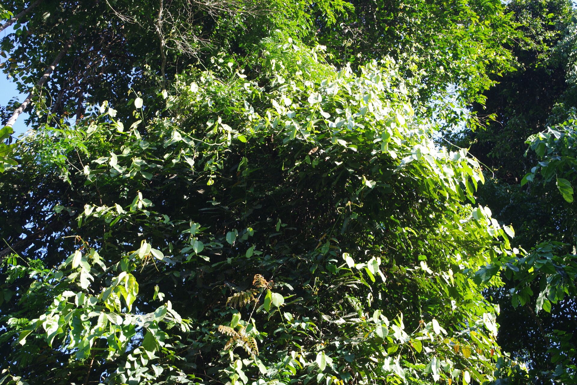 Uvaria muricata habit