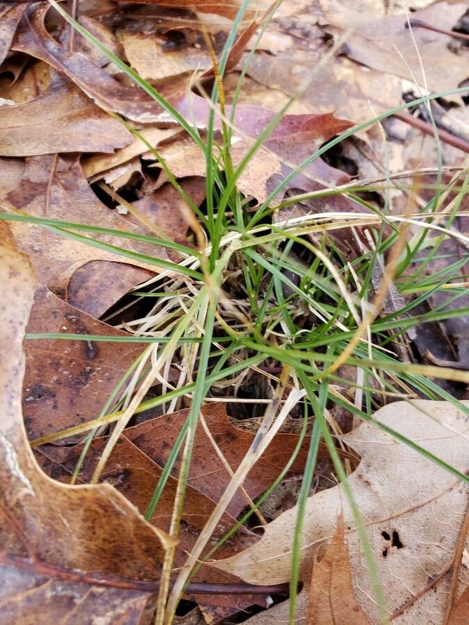 Carex eburnea