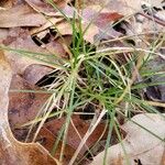 Carex eburnea