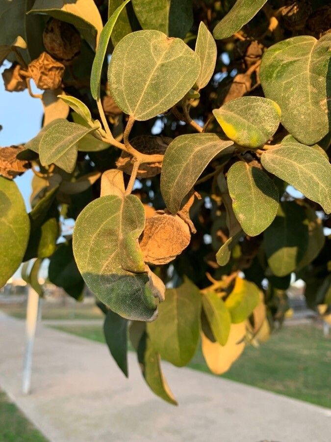 Lagunaria patersonia leaf