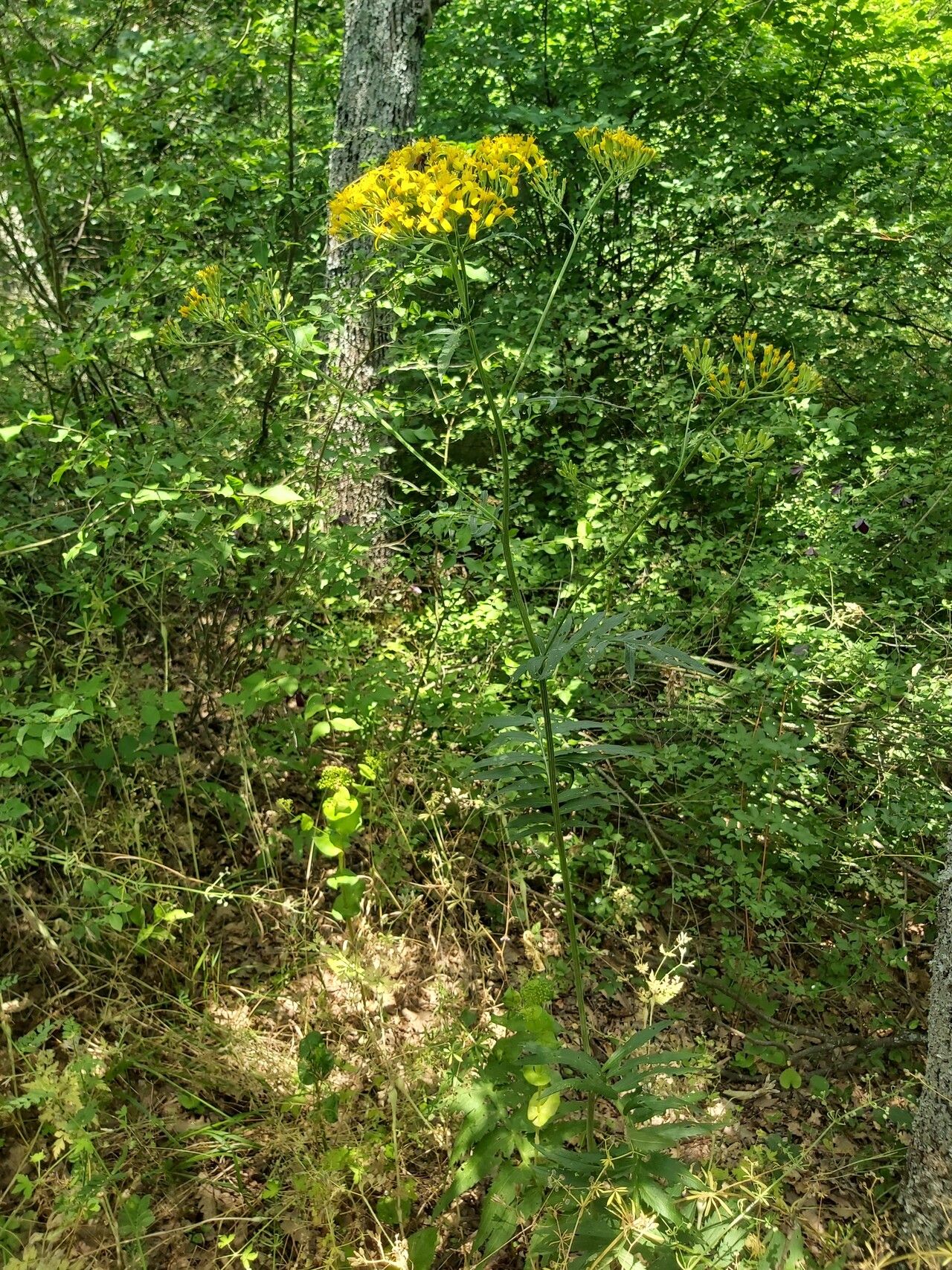 Jacobaea othonnae habit