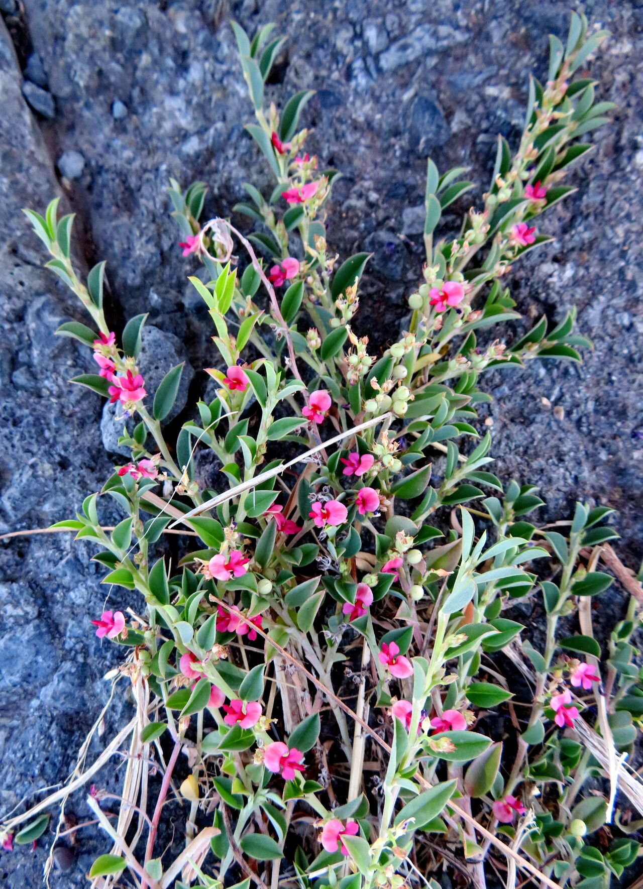 Indigofera diversifolia habit