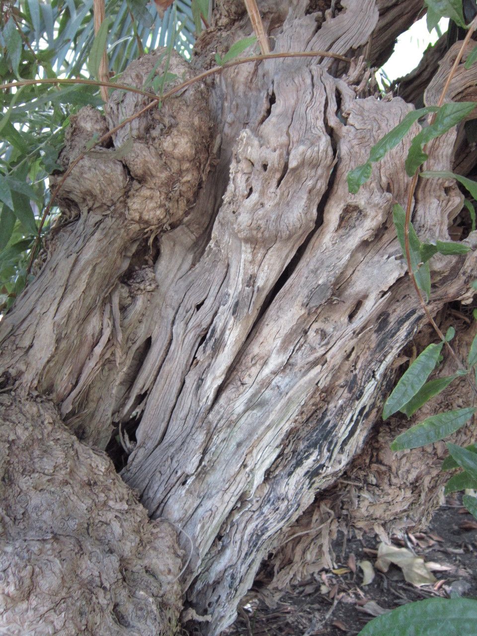 Buddleja saligna bark