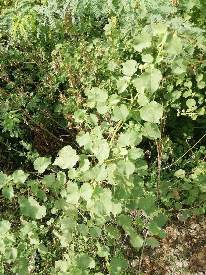 Abutilon hirtum — search result for 'Sri Lanka'
