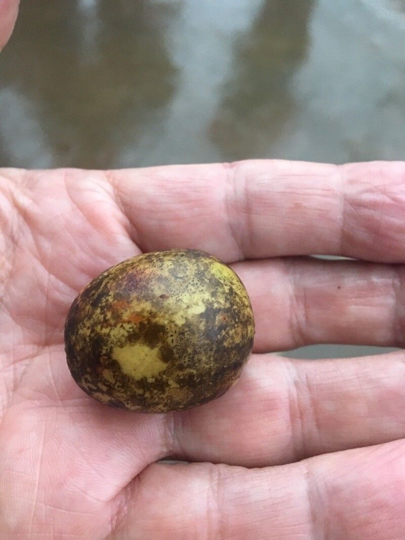 Choerospondias axillaris — search result for 'Anacardiaceae'