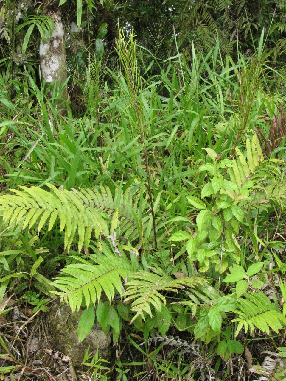 Blechnum schiedeanum habit