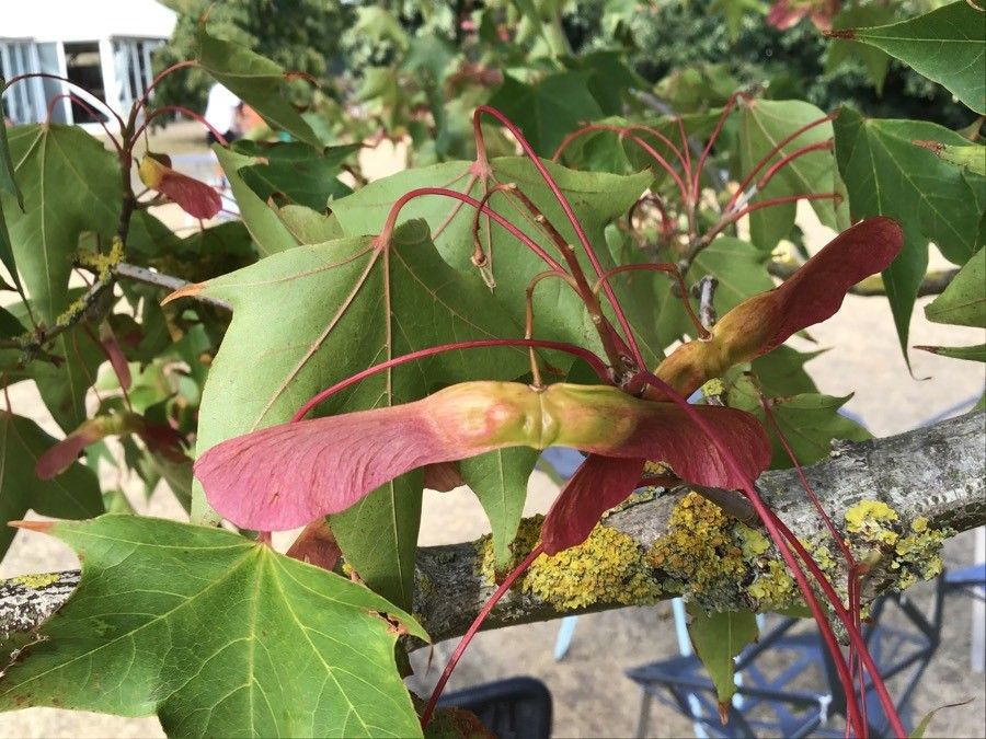 Acer cappadocicum fruit