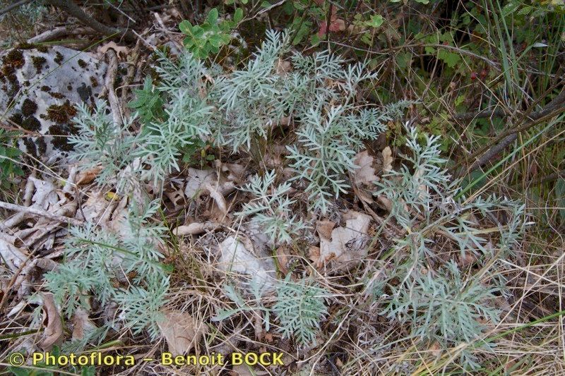 Artemisia insipida habit