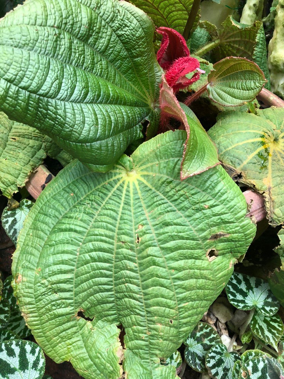 Tigridiopalma magnifica leaf