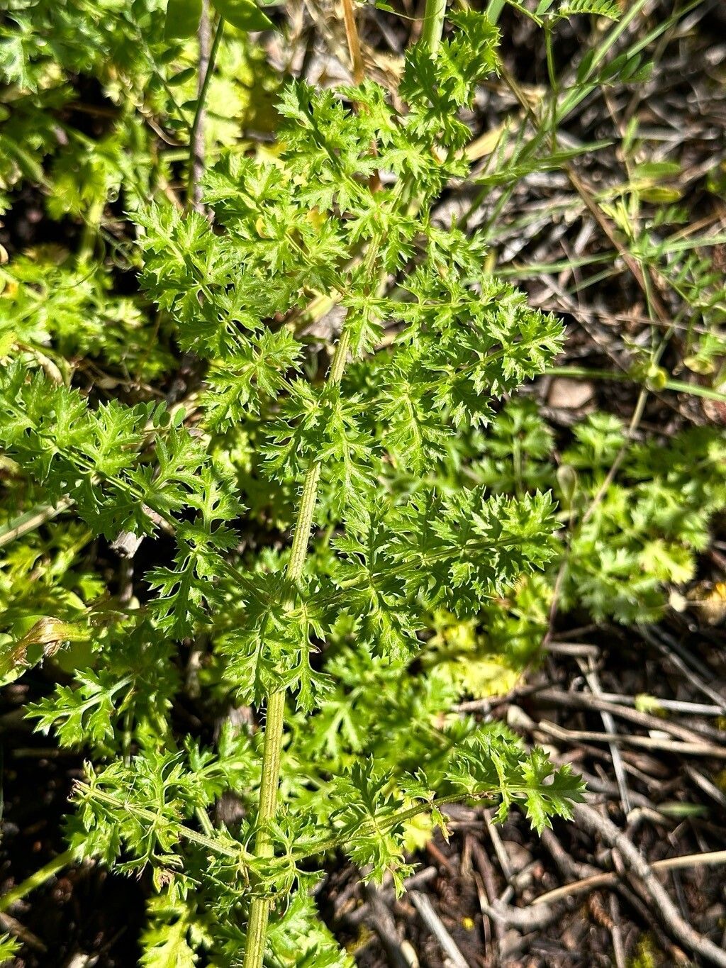 Thapsia foetida — related species from the same genus