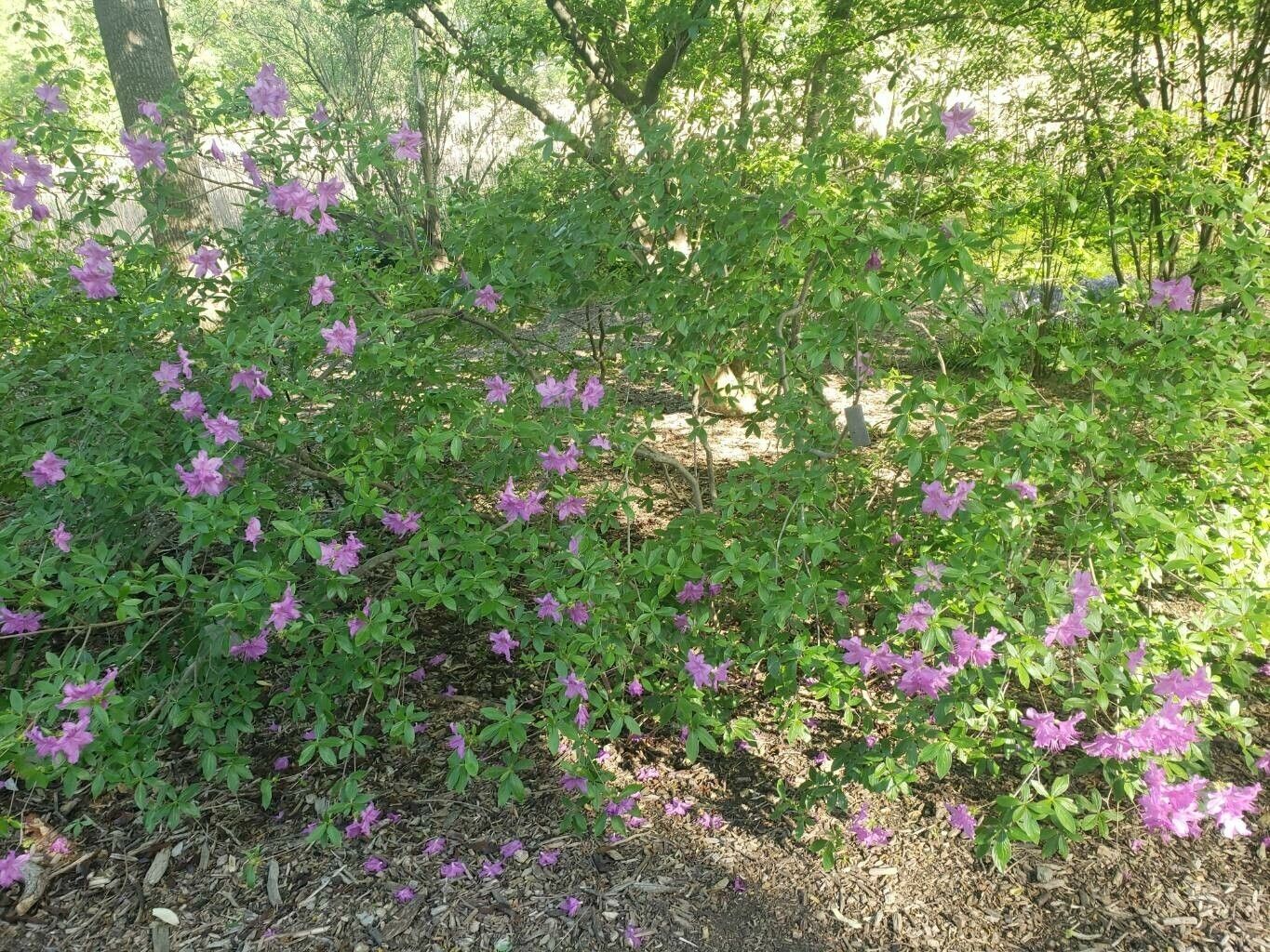 Rhododendron yedoense habit