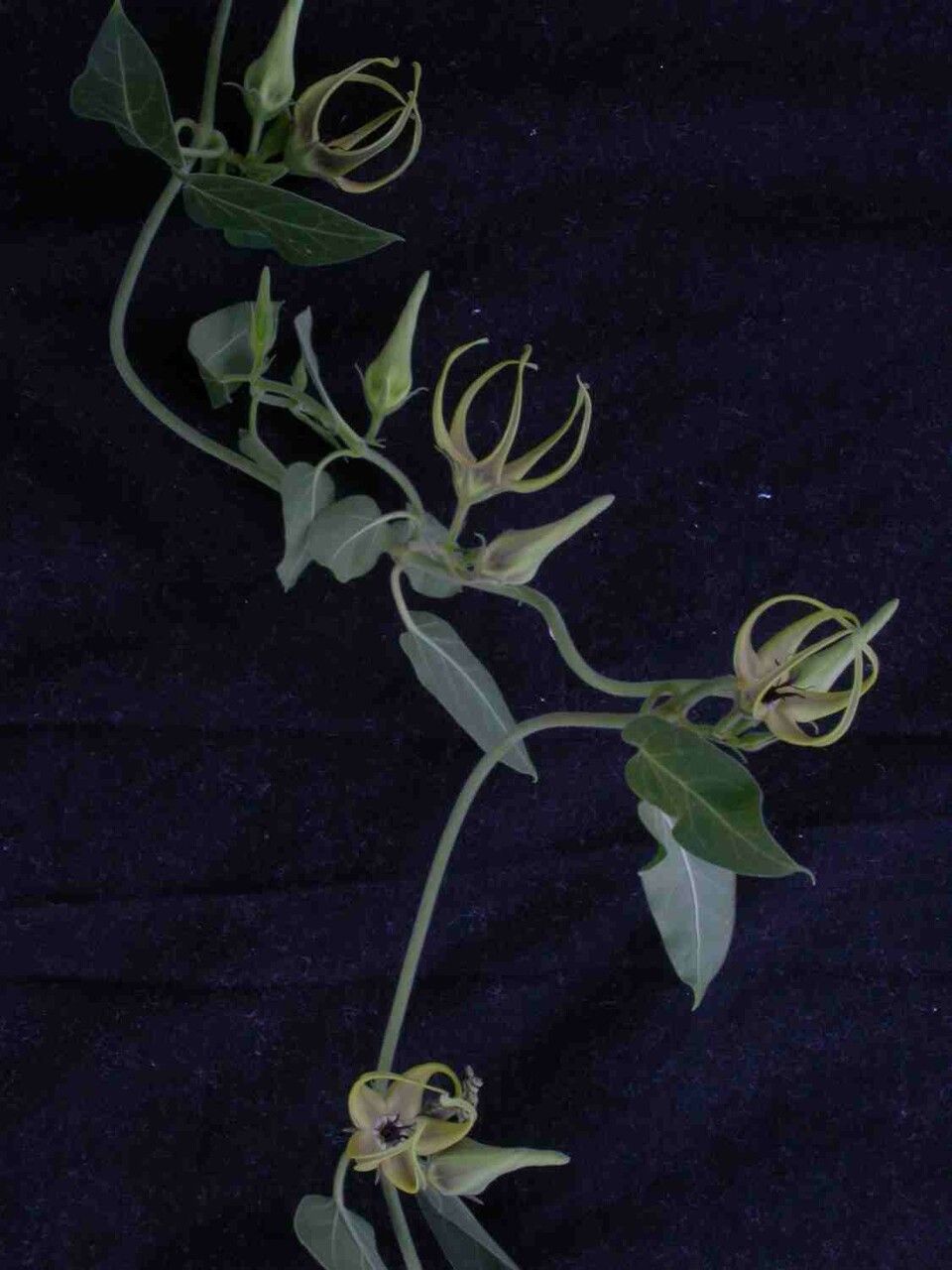 Oxypetalum warmingii — houseplant care guide