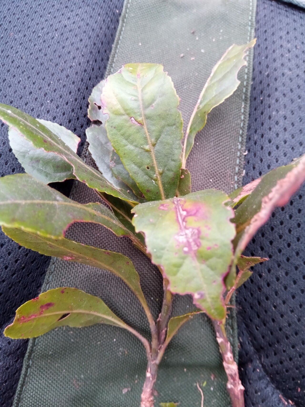 Elaeocarpus corallococcus — houseplant care guide