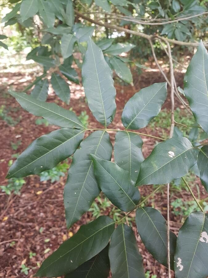Talisia esculenta — search result for 'Peru to Bolivia'