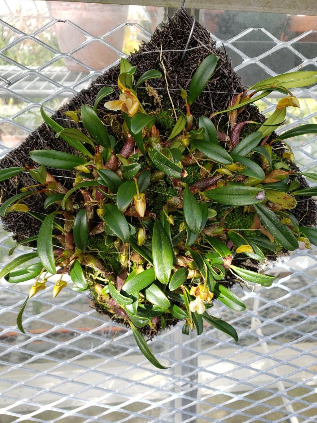 Dendrobium brunneum habit