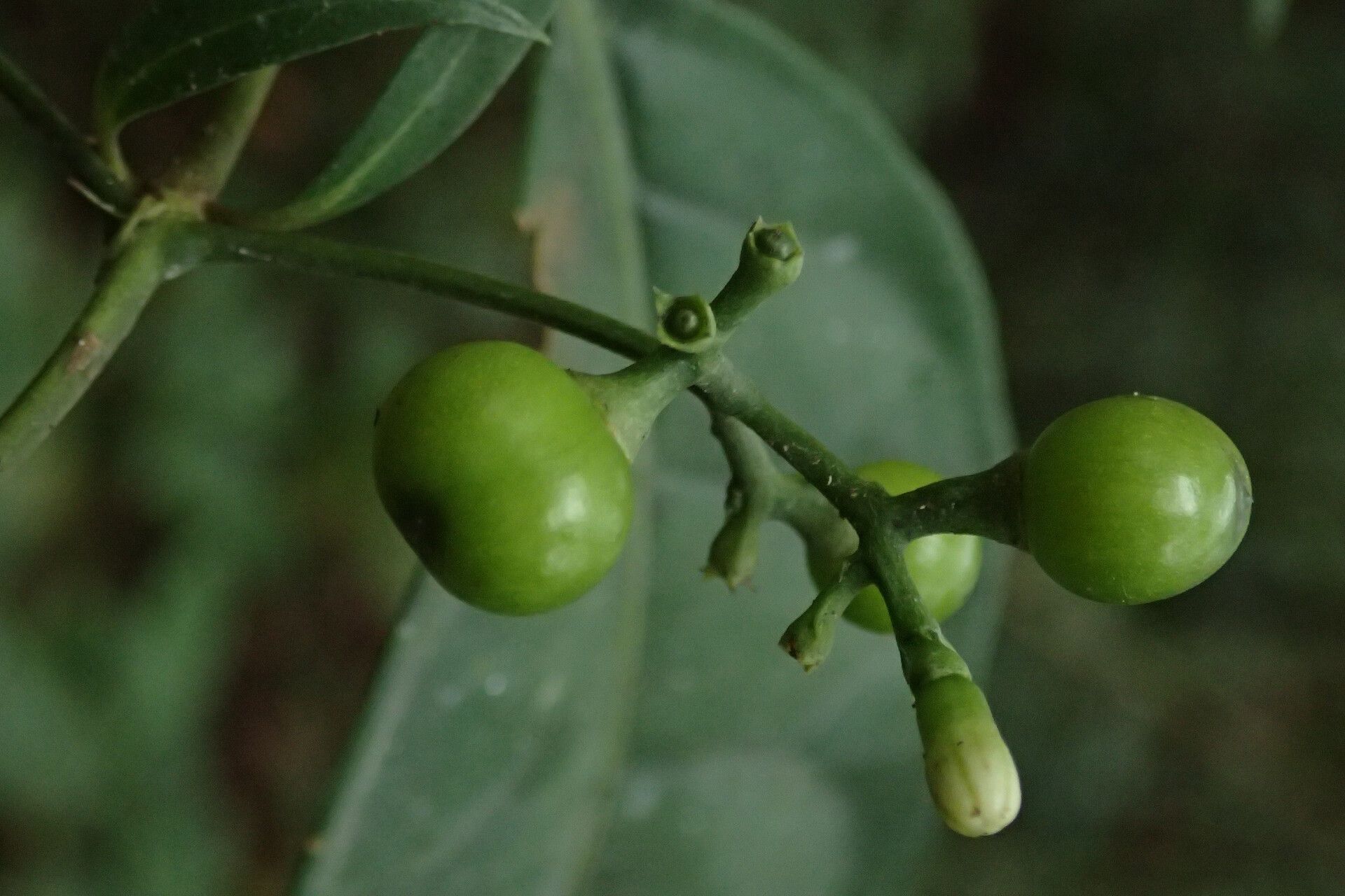Gaertnera trachystyla fruit