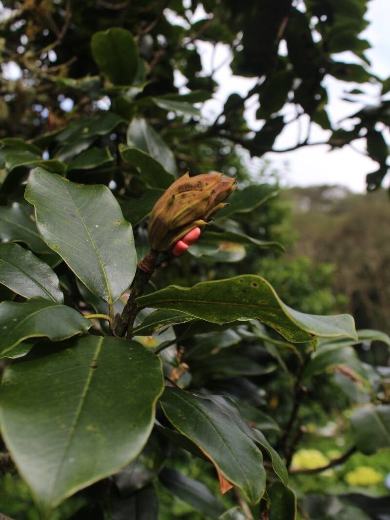 Magnolia poasana fruit