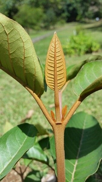 Harungana madagascariensis other
