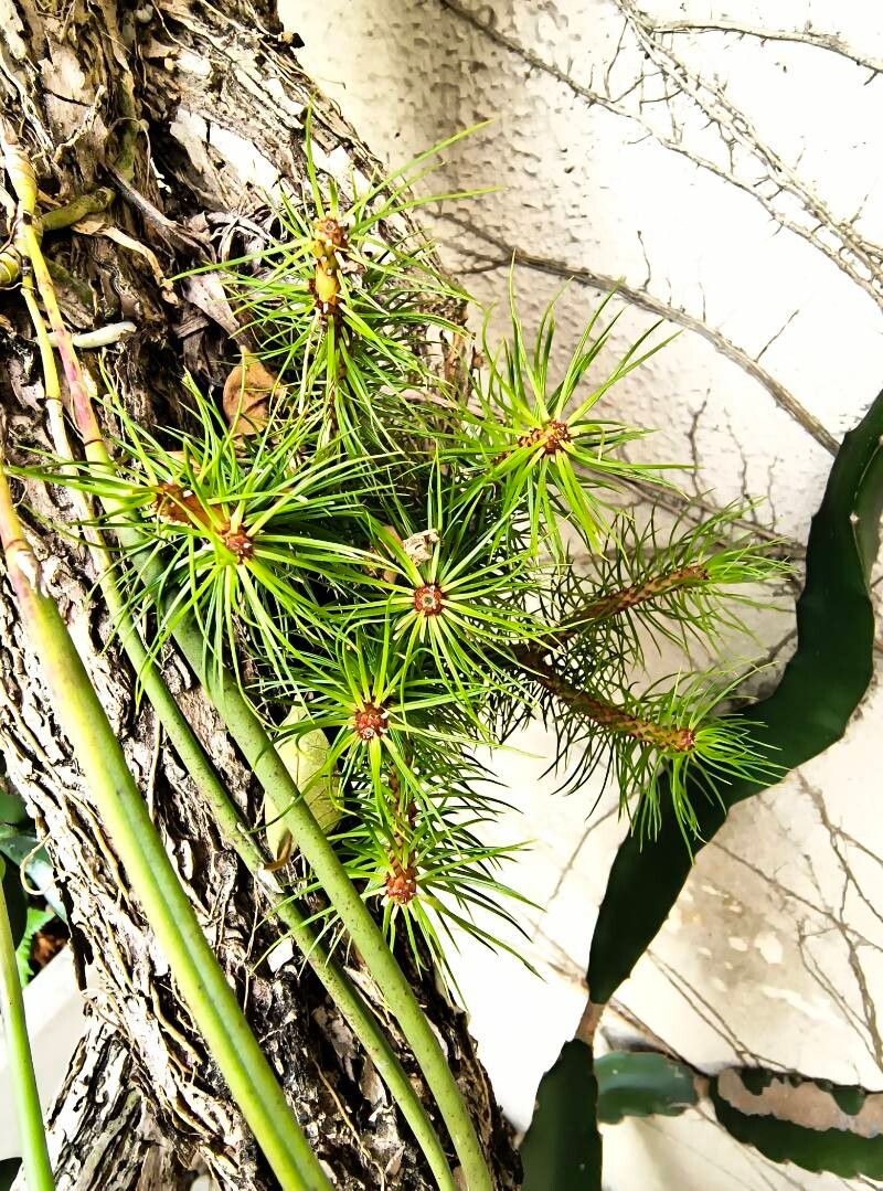 Huperzia mandiocana — search result for 'Huperzia'