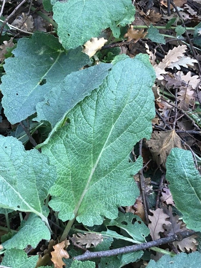 Salvia hierosolymitana leaf