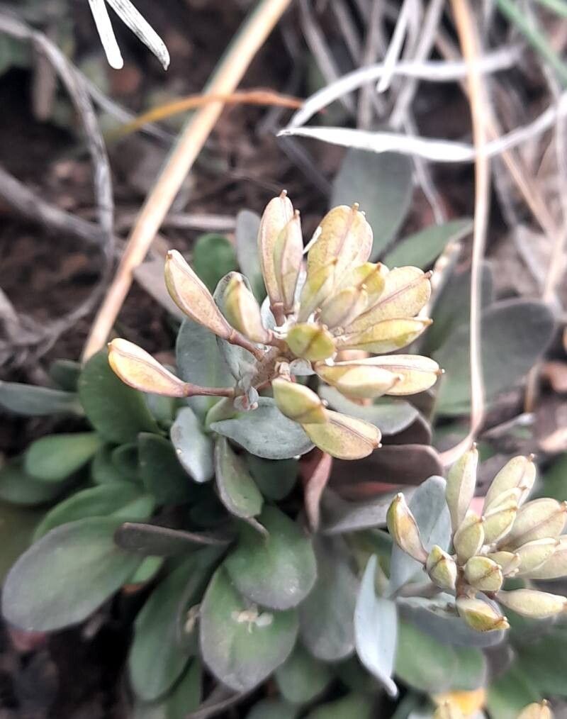 Noccaea magellanica — search result for 'Noccaea'