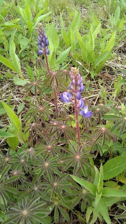 Lupinus sparsiflorus flower