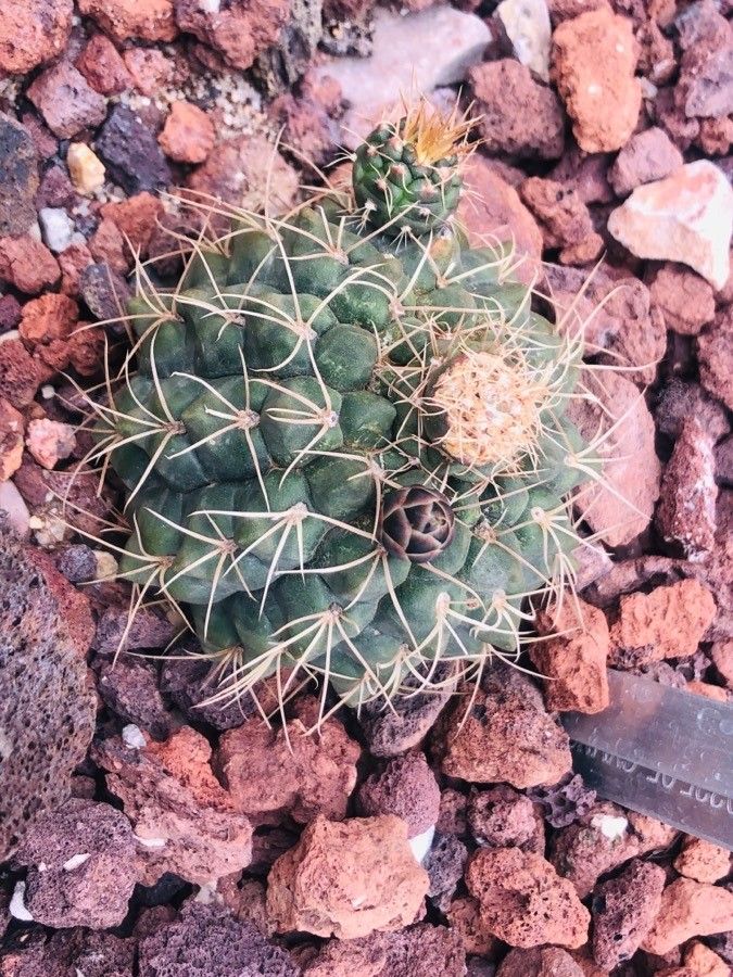 Gymnocalycium ritterianum — search result for 'Gymnocalycium'