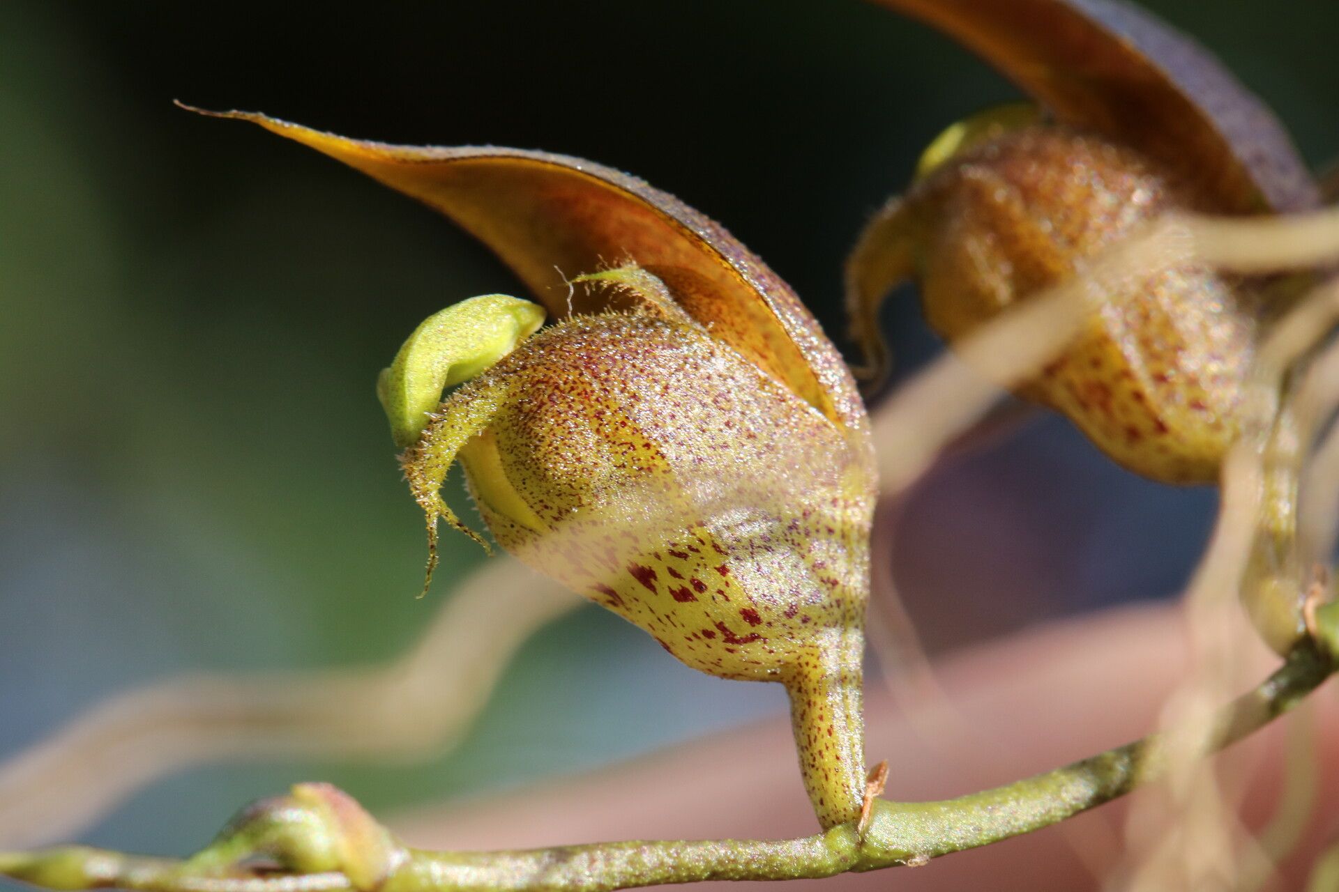 Bulbophyllum dolabriforme flower
