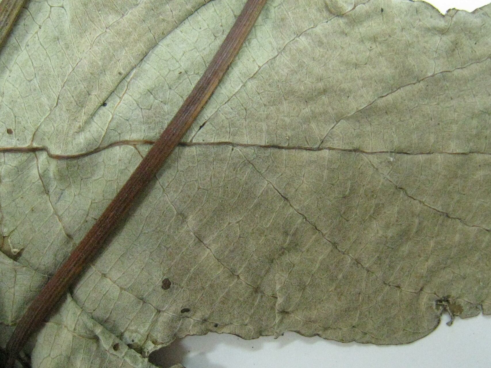 Cecropia granvilleana — search result for 'Cecropia'