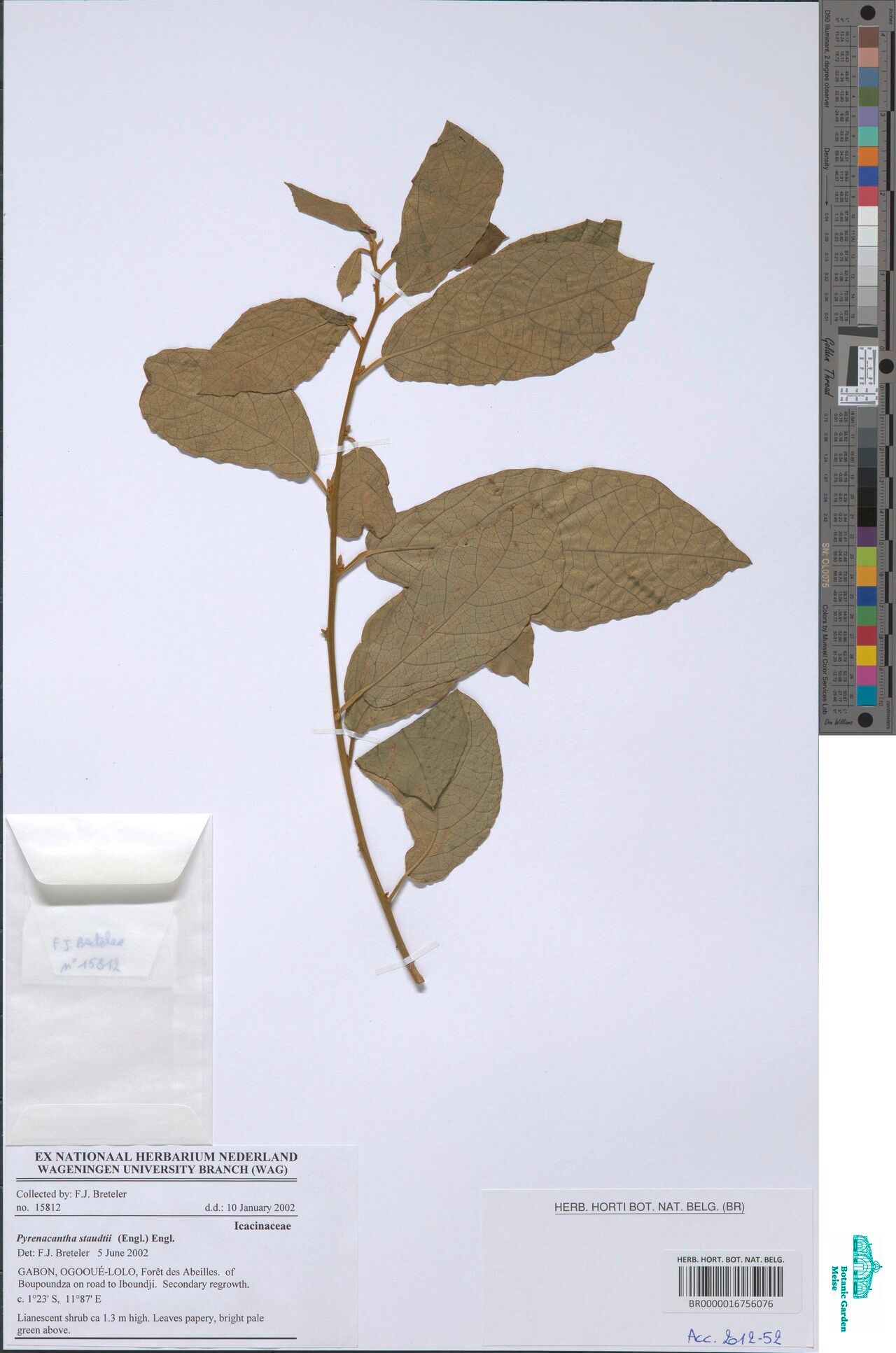 Pyrenacantha staudtii — houseplant care guide