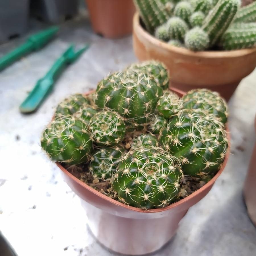 Lobivia arachnacantha — search result for 'Echinopsis'