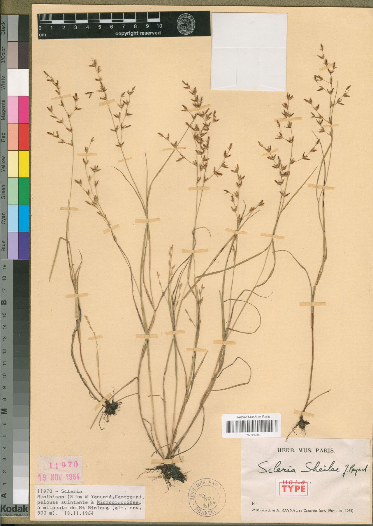 Scleria sheilae — houseplant care guide