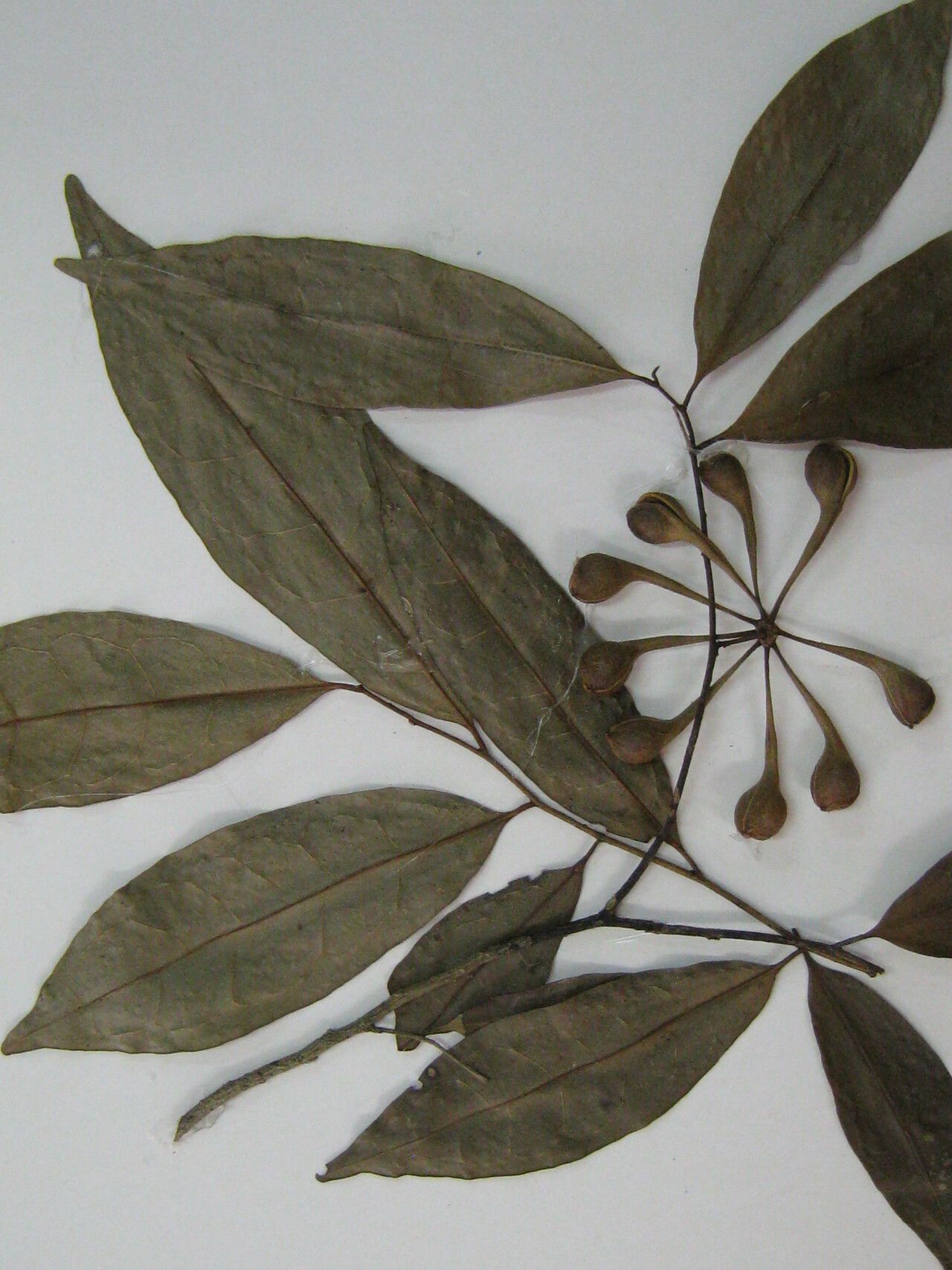 Anaxagorea prinoides other