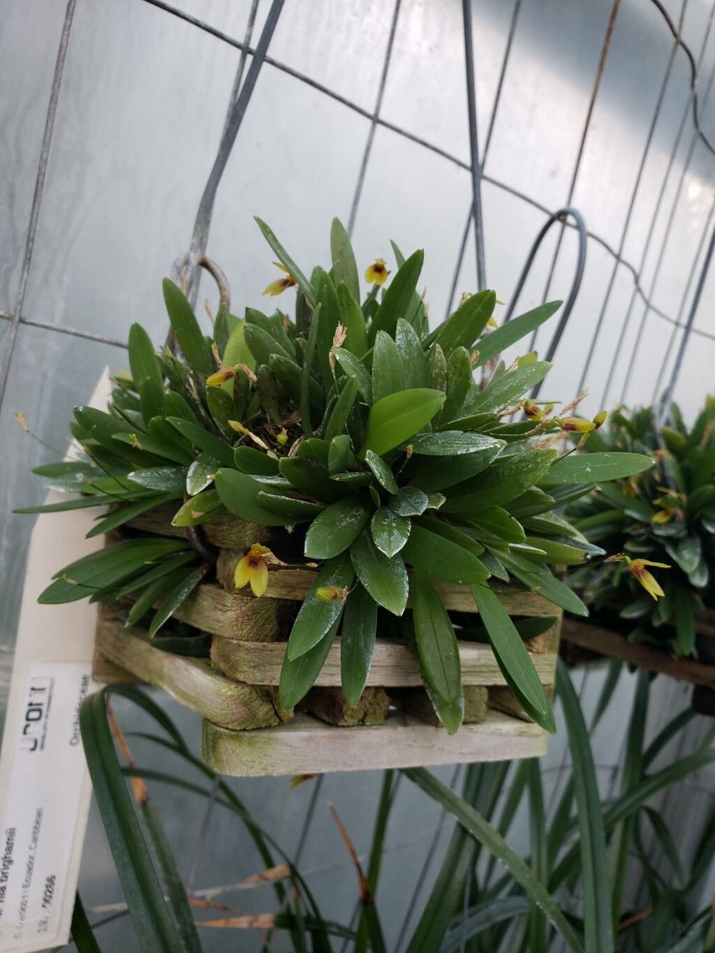 Specklinia brighamii habit