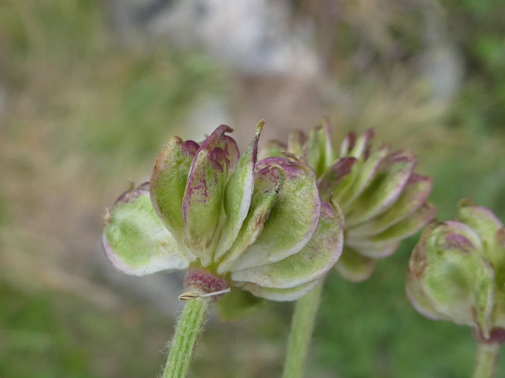 Anemonastrum narcissiflorum fruit