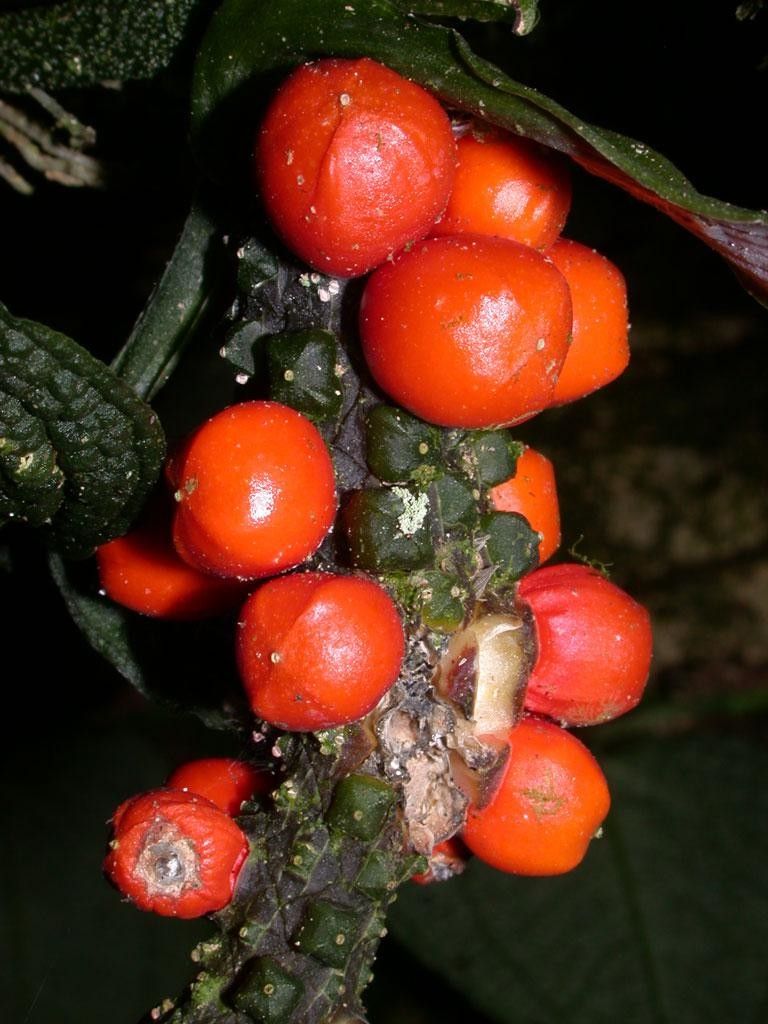 Anthurium clidemioides fruit