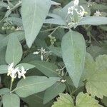 Solanum chenopodioides