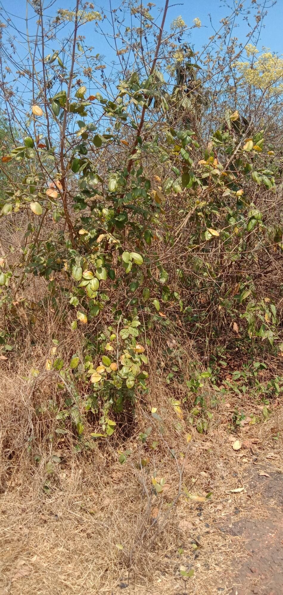 Ziziphus rugosa habit