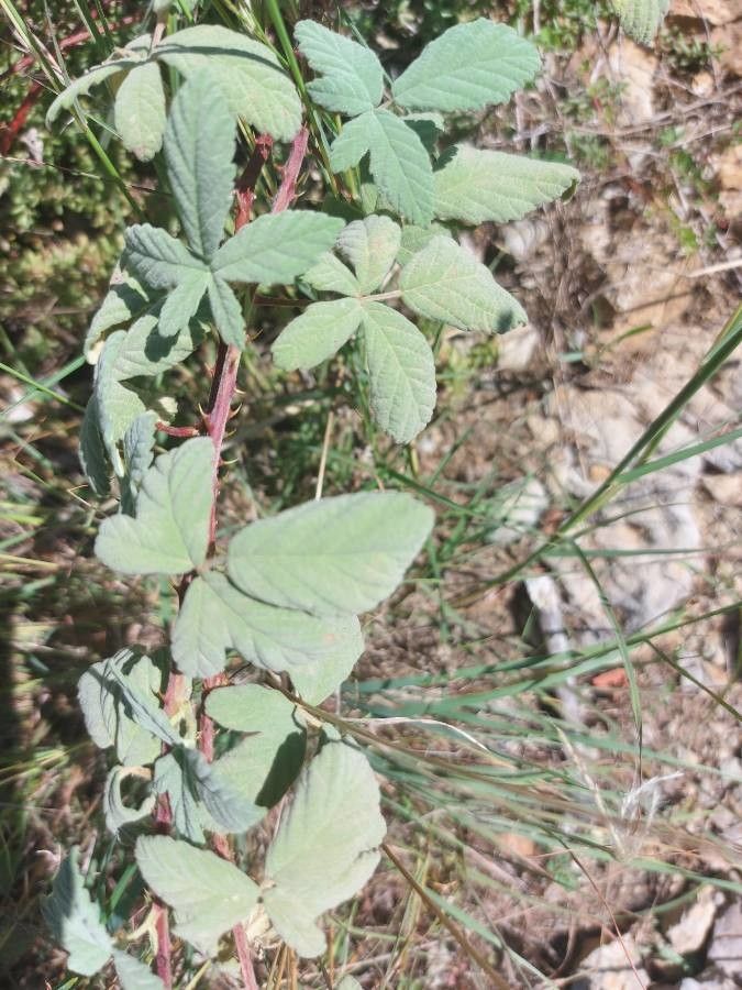 Rubus × collinus leaf
