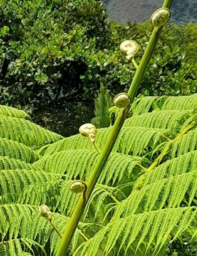 Alsophila abbottii other