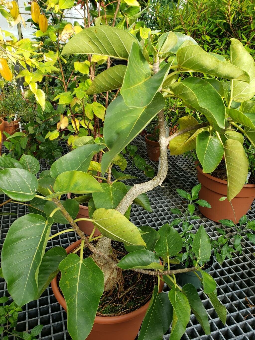 Ficus goldmanii habit