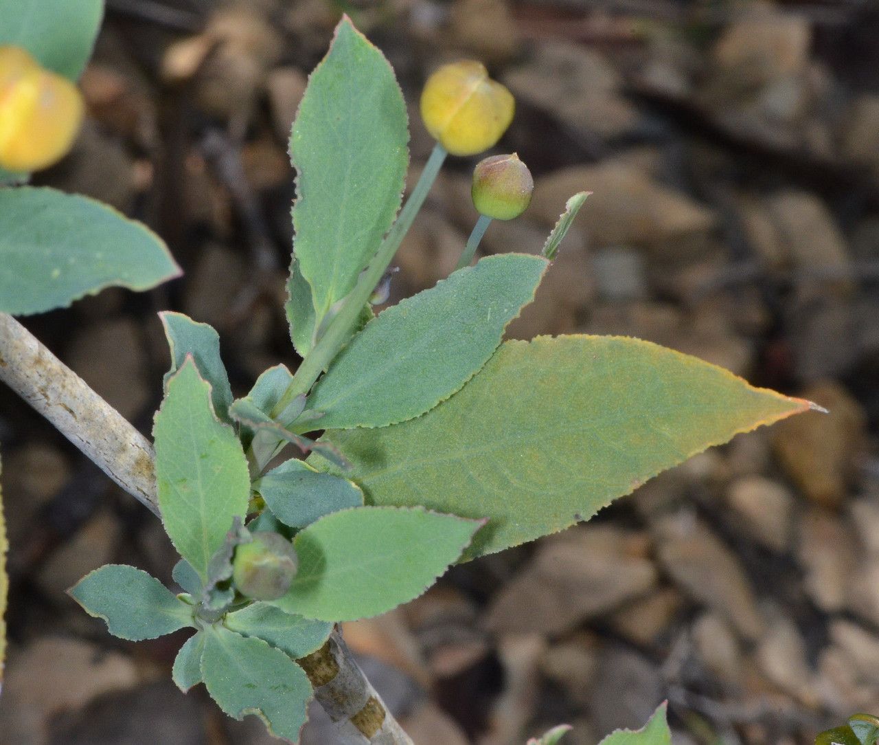 Dendromecon rigida — search result for 'Papaveraceae'
